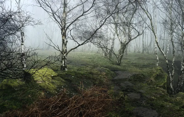 Picture forest, trees, fog