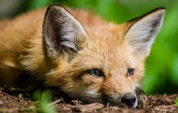 Picture look, face, Fox, red, ears