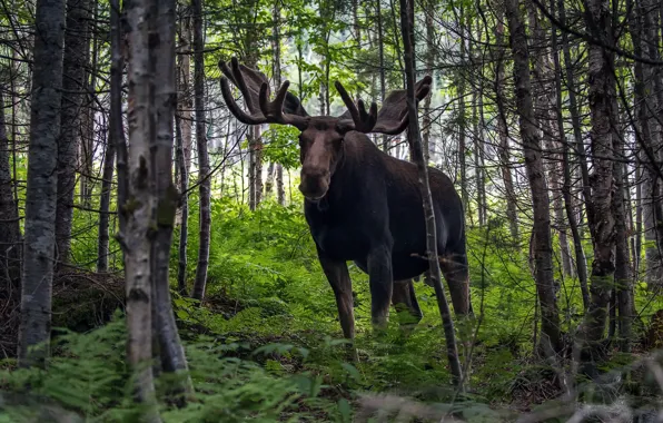 Picture forest, nature, moose
