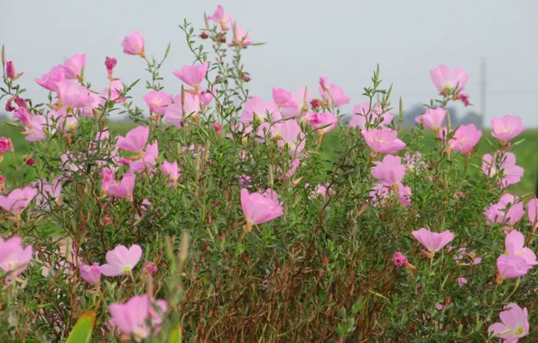 The sky, pink flowers, spring 2018, Meduzanol ©