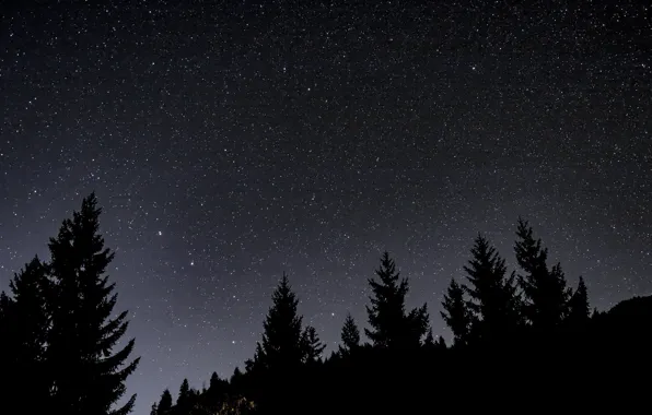 Picture the sky, stars, trees, night, nature