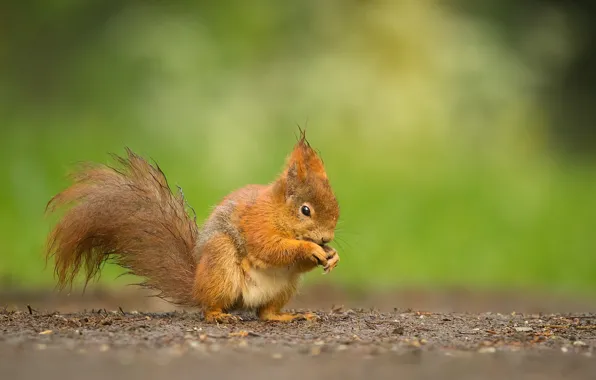 Picture nature, squirrel, animal, rodent