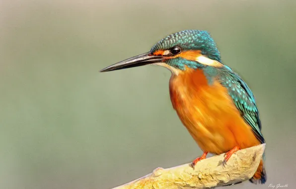 Picture background, bird, branch, painting, Kingfisher