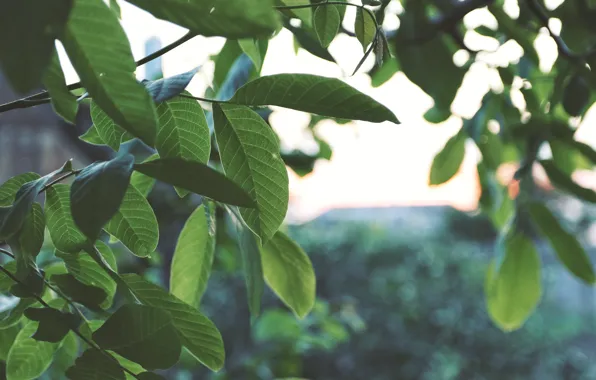 Greens, the sky, leaves, macro, sunset, tree, green, widescreen