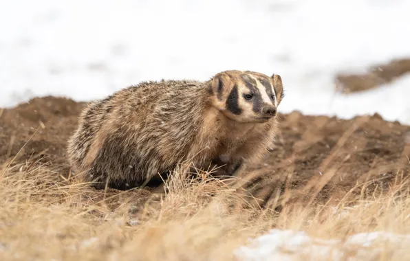 Winter, snow, earth, snowfall, American, dry grass, badger