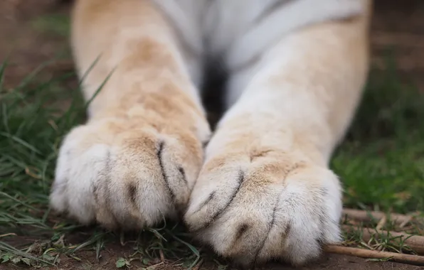 Picture legs, paws, wool