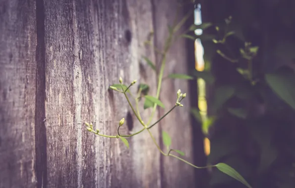 Picture sprig, the fence, plant