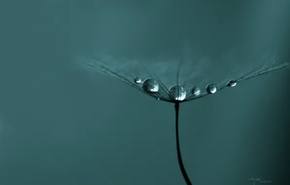 Flower, drops, morning