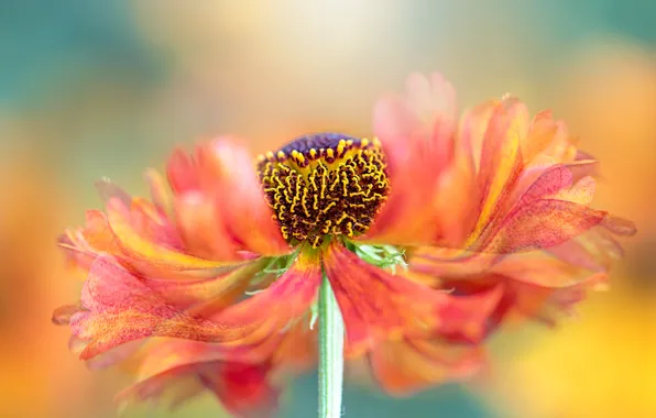 Flower, macro, orange, blur, petals, gaylardiya