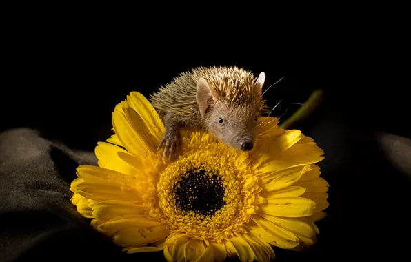 Look, light, flowers, yellow, pose, black background, gerbera, hedgehog