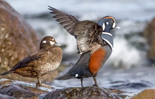 Picture water, stones, duck, wings, beak, pair, Kamenushka