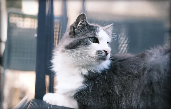 Cat, cat, look, pose, mesh, lies, face, bokeh
