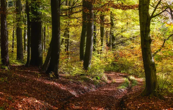 Autumn, forest, light, trees, branches, nature, trunks, foliage