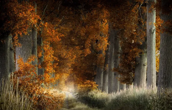 Autumn, forest, nature