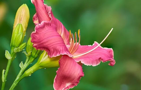 Macro, petals, buds, bokeh, daylilies