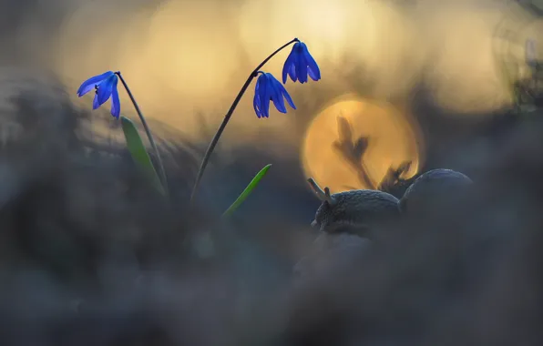 Macro, flowers, nature, snail, primrose, bokeh, Makeev Alexey