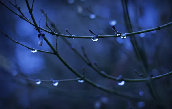 Water, drops, macro, branches, background, tree, kidney