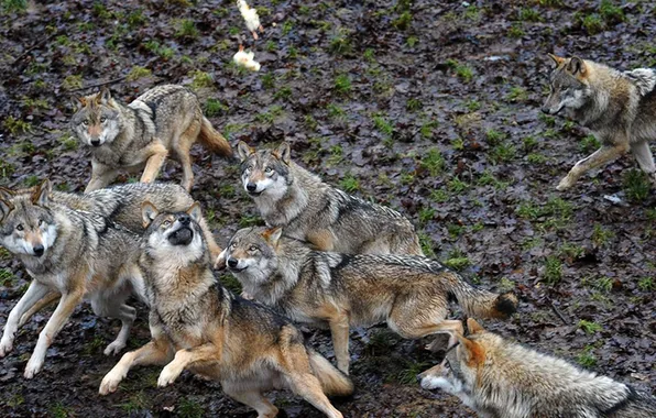 Nature, predator, animal, wolf, wildlife, portrait, portrait., Canis lupus. face