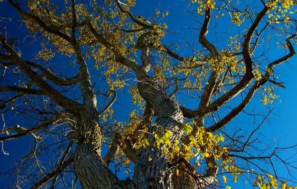 Autumn, the sky, leaves, branches, tree, trunk