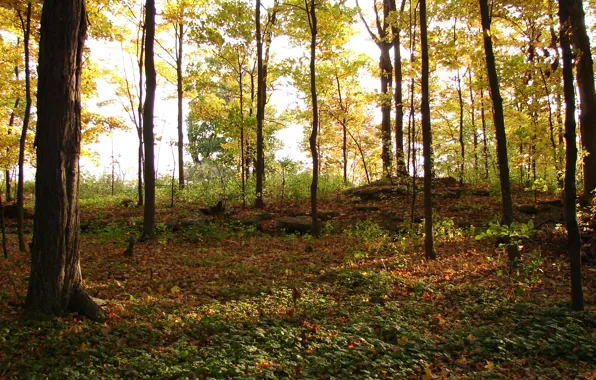 Picture forest, foliage, Autumn, forest, falling leaves, autumn, leaves, fall