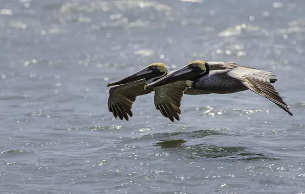 Picture water, birds, pair, flight, pelicans, American brown Pelican