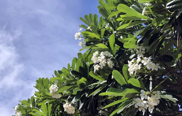 The sky, leaves, flowers, plumeria