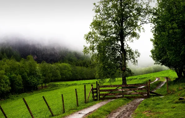 Picture field, fog, the fence, gate