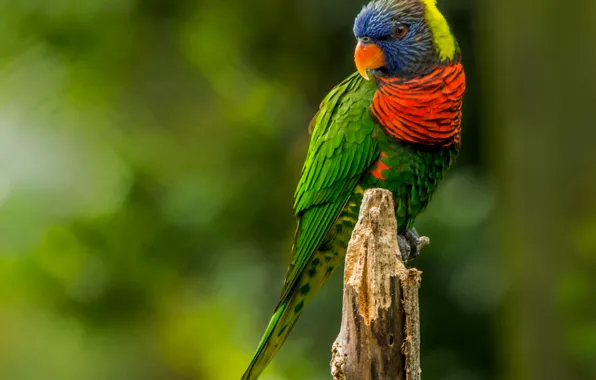 Picture bird, paint, feathers, beak, parrot, tail