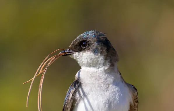 Look, light, background, bird, portrait, swallow, needles