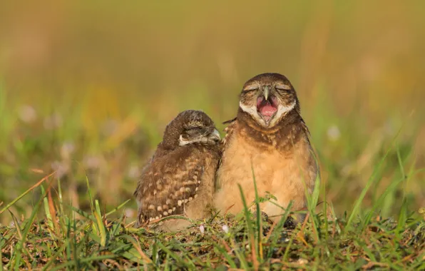 Grass, birds, beak, owls, a couple, owl, owls, two birds