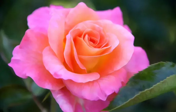Pink, rose, Bud, art, bright, flowering