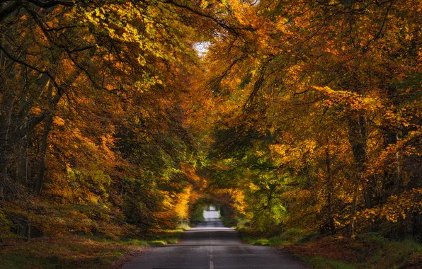 Picture road, autumn, forest, trees, alley, Scotland