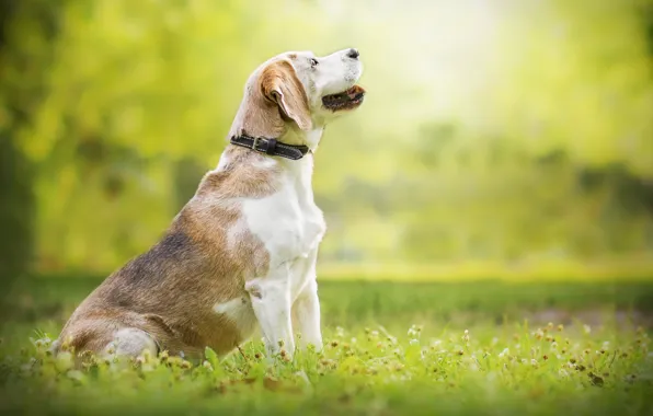 Summer, nature, dog, Beagle