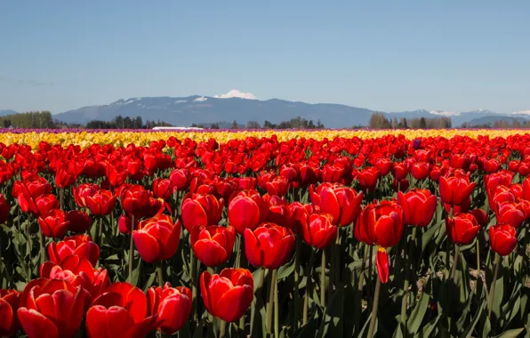 The sky, trees, landscape, flowers, mountains, blue, bright, spring