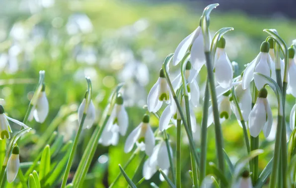 Picture light, flowers, glade, snowdrops, white, bokeh