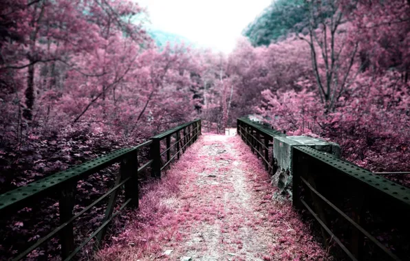 Trees, bridge, nature, pink, color, Japan