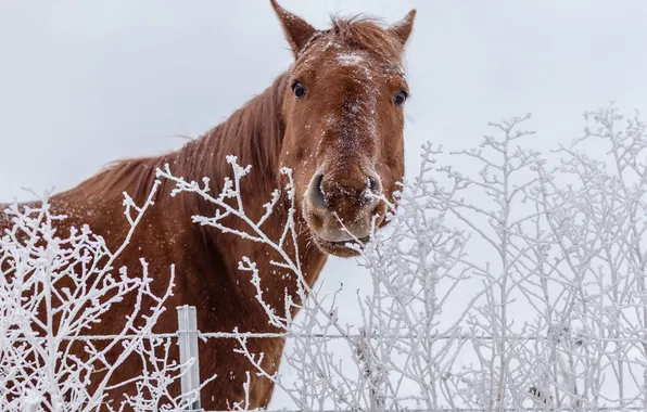 Picture winter, nature, horse