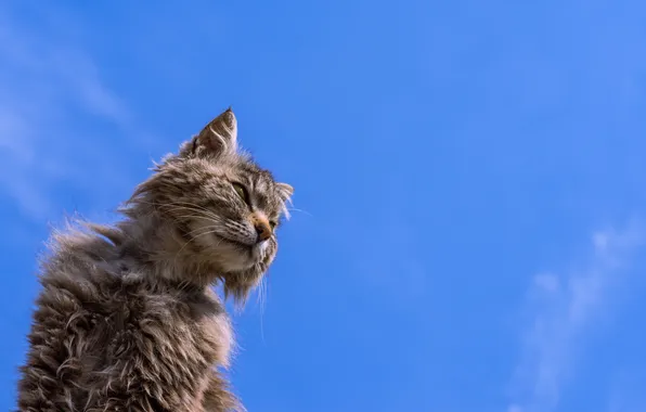 Cat, background, Koshak, shabby