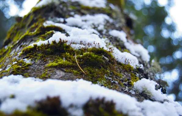 Forest, snow, tree, Moss, bark, snowfall