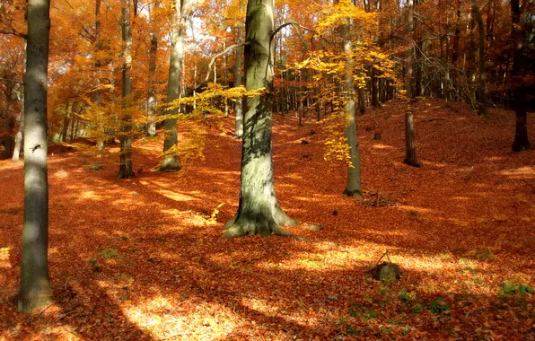 Autumn, forest, leaves, trees, nature, Park, autumn Wallpaper