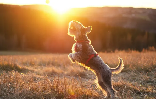 Picture the sun, dog, ball