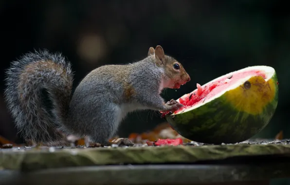 Watermelon, protein, grey, treat