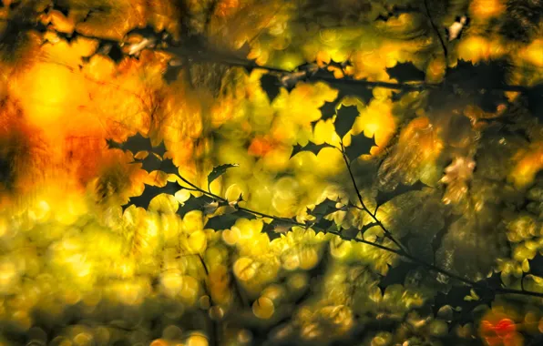 Autumn, leaves, light, branches, blur, bokeh, Holly, autumn leaves