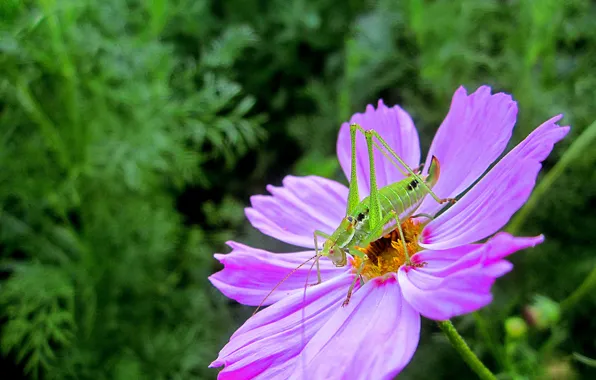 Picture macro, Flower, insect, flowers, macro, purple, Kosmeya, bug