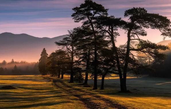 Road, field, trees, mountains, fog, morning