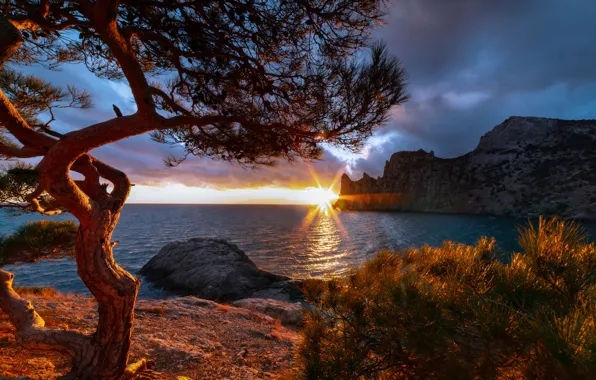 Sea, sunset, tree, rocks, coast, Russia, Crimea, pine