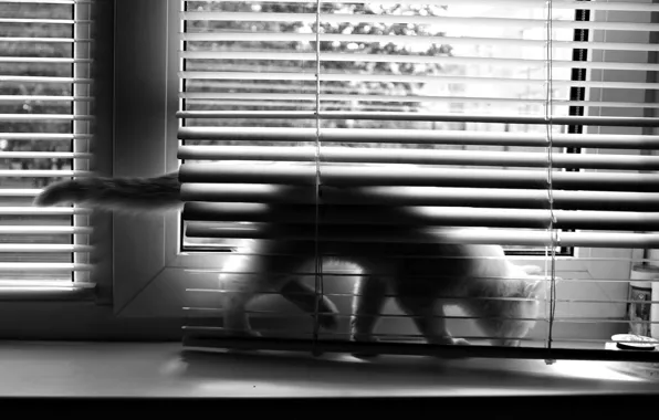 Cat, window, blinds, BW