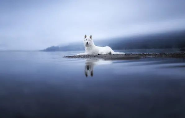 Nature, pose, fog, shore, dog, haze, pond, Swiss shepherd dog