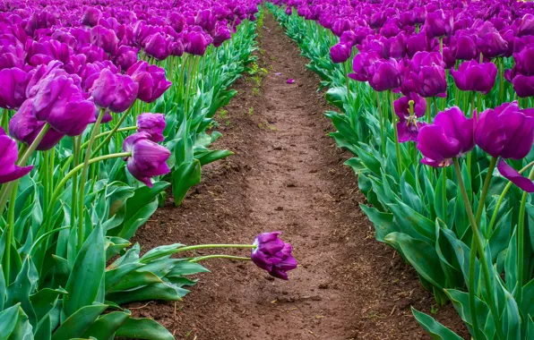 Greens, field, purple, leaves, drops, bright, spring, tulips