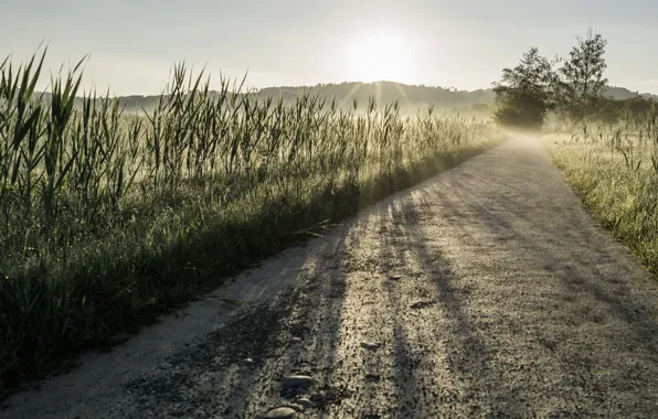 Picture road, grass, light, morning